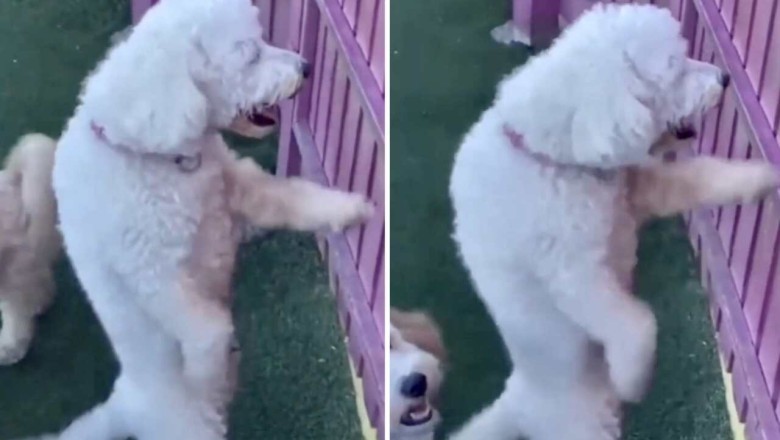 This Dancing Dog Takes the Internet by Storm - You Won't Believe Its Moves!