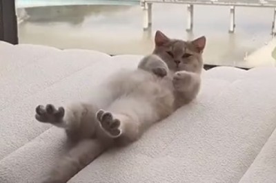 Unbelievably Cute Cat's Hilarious Wake-Up Routine will Brighten Your Day! Viral Video Alert!