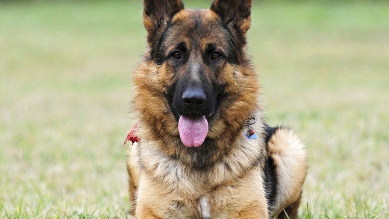 Unleash the Power of German Shepherds: The Perfect Breed for Intelligence, Loyalty, and Adventure!