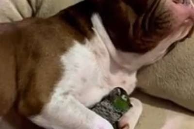 Canine and Parrot Snoozefest: Witness the Adorable Bliss of a Dog and Parrot BFF Nap Session!