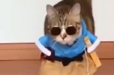 Crazy Cat Fashion Show: Watch as Hilarious Cats Strut Their Stuff in Outrageous Costumes!