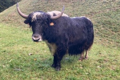 Discover the Incredible Story of Yaks Thriving in the French Alps!