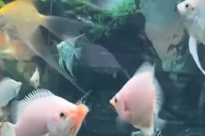 Dive into Hilarity: Watch as These Fish Swim Freely in Their Deluxe Fish  Pool!