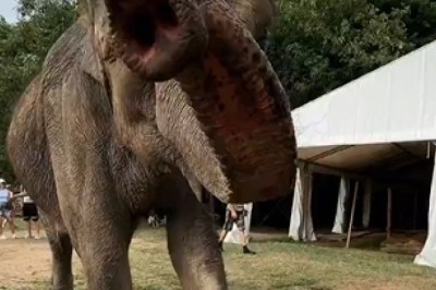 Hilarious Elephant Wow'ing Visitors with Unforgettable Interactions!