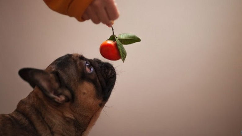 Is it Safe for Dogs to Eat Clementines, Mandarins, or Oranges? Find Out Now!