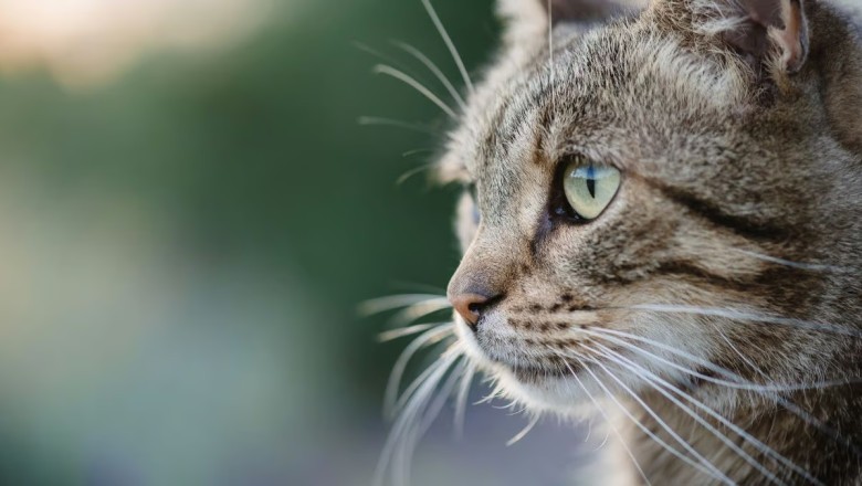 Landlord Steals Tenant's Cat, Court Awards Astronomical Damages in Groundbreaking Ruling