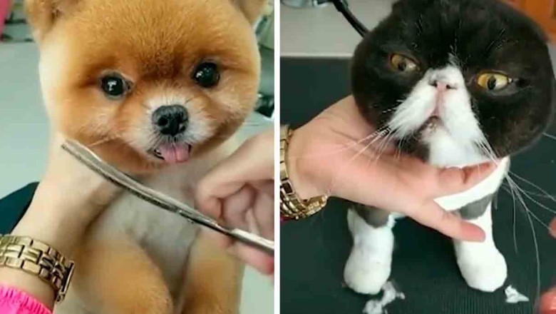 Thai Pet Groomer's Incredible Transformations Take Internet by Storm