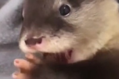 Adorable Mayhem: Beautiful Small-Clawed Otter Steals Hearts!
