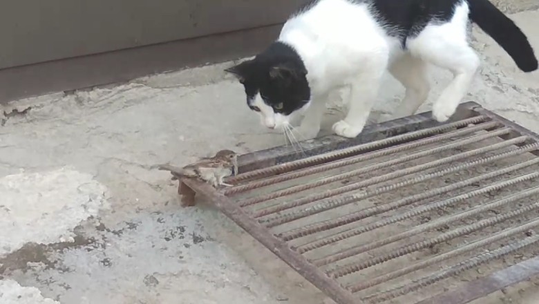 Cat's Surprising Discovery: A Hilarious Encounter Between a Curious Feline and a "Missing" Bird!