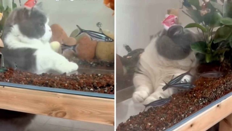 Hilarious Kitten Transforms into "Catfish" in Epic Aquarium Adventure!