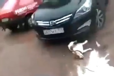 Woof-tastic Chaos Unleashed: Hilarious Dog Takes an Unexpected Tumble After Explosion!