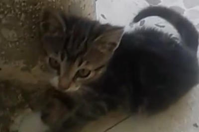 Adorable Tiny Cat Takes Fun to a Whole New Level – Prepare for Cuteness Overload!