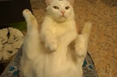 Hilarious Cat Thinks It's James Bond, Attempts Stealth Mode with DIY Cover-Up!