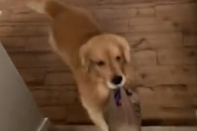 Hilarious Dog Caught in a Mission: Watch as this Clever Pooch Masters the Art of Staircase Tidying!