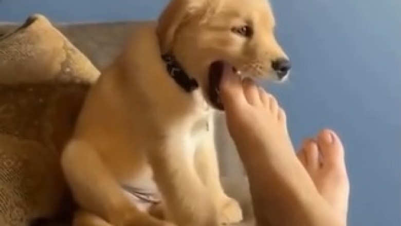 Hilarious Dog Yawns Like a Champ, Sets New World Record for Cutest Yawn Ever!