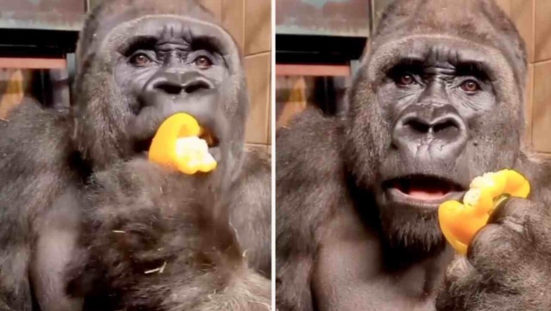 Hilarious Gorilla Video Goes Viral: Ape's Unexpected Flatulence Leaves Internet in Stitches!