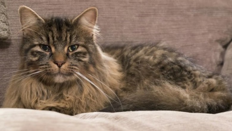 Incredible Journey: Lost Cat Reunites with Owner After Five Years!