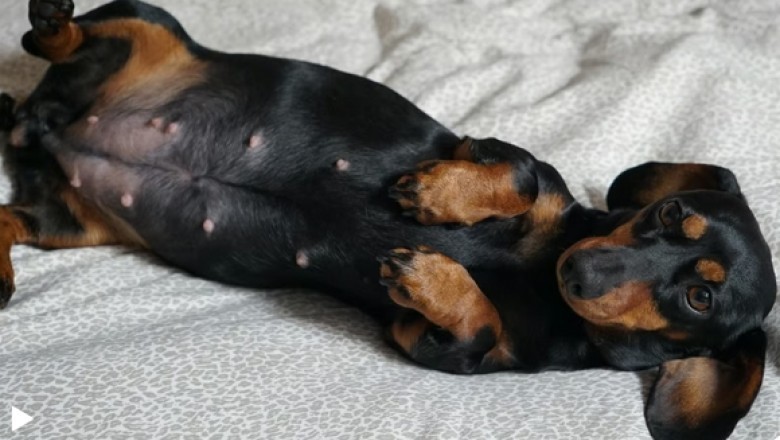 Mind-Blowing: Dachshund Shatters Expectations, Gives Birth to 11 Puppies, Setting a Record!