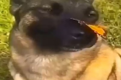 Nose-talgic Entertainment Alert: Watch in Awe as This Adorable Pup Balances a Butterfly on Its Nose in a Hilarious Feat!