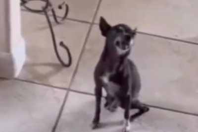 Pawsitively Hilarious: Watch This Adorable Dog's Unforgettable Attempt at Dancing!