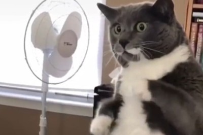 Purr-plexed and Hilarious: Giant Cat's Reaction to a Bizarre Scene Will Leave You in Stitches!