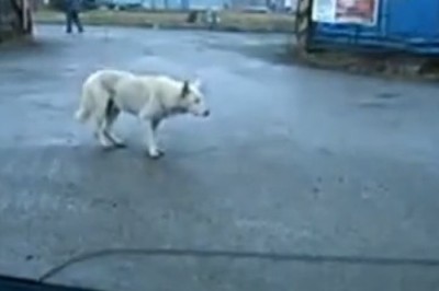 Rhythm-Roaming Pup Shakes Its Tailfeathers to the Groove of Passing Cars! You Won't Believe Your Eyes!