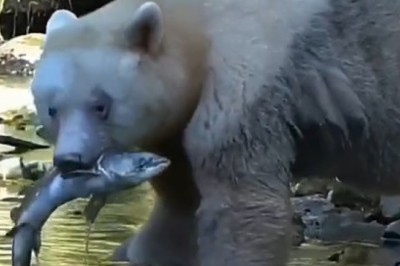 Un-BEAR-ably Hilarious: Furry Fisherman Turns Fishing into Comedy Gold!