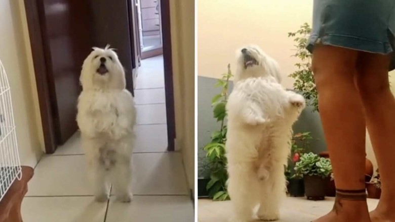 Unleashing Unbeatable Moves: Meet the Samba-Dancing Dog!