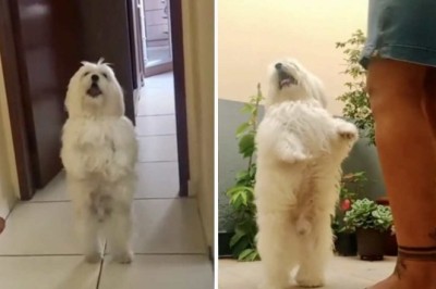 Unleashing Unbeatable Moves: Meet the Samba-Dancing Dog!