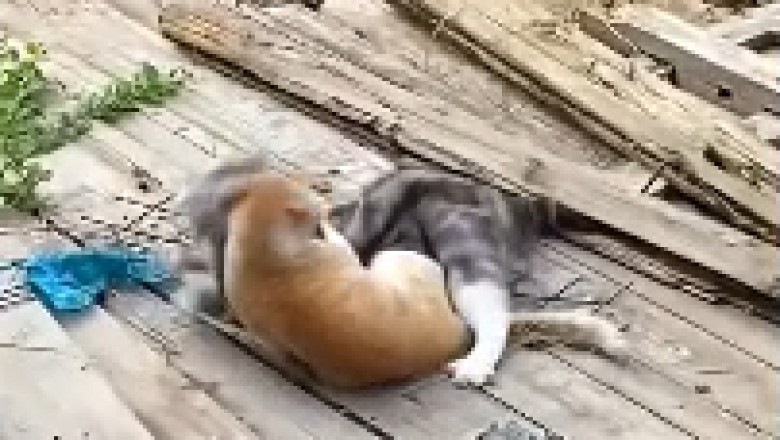 Epic Cat Battle Unfolds on an Outdoor Stage! Prepare for Riotous Fur-Flying Comedy!