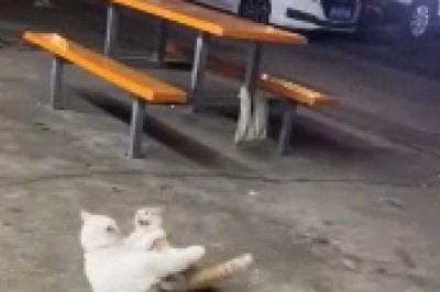 Epic Cat Showdown: Witness the Most Hilarious and Adorable Cat Fight Ever Caught on Camera!