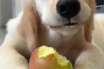 Hilarious Canine Chaos: Watch in Amazement as this Dog Devours Everything in Sight!