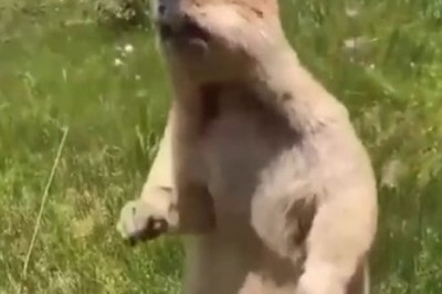Hilarious Encounter: Watch as a Curious Marmot's Mind Gets Blown by Humans!