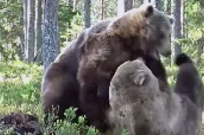Un-BEAR-ably Hilarious Showdown: Two Bears Spar in an Epic Forest Battle! Get Ready for Some Wild Comedy!
