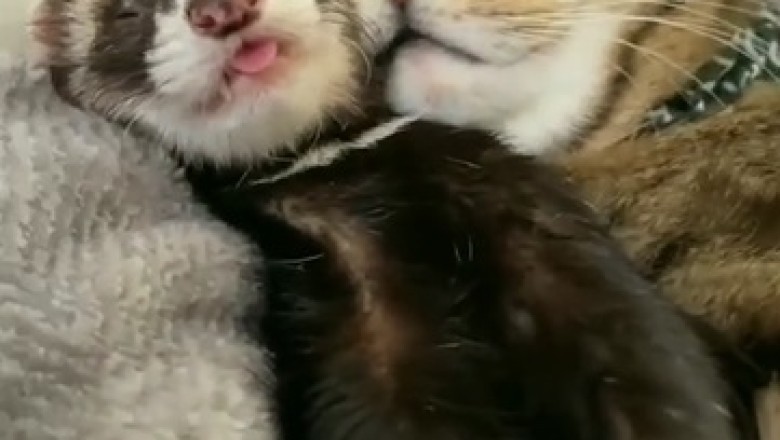 Unlikely BFFs: Watch in Adorable Awe as This Cat and Ferret Forge an Unbreakable Naptime Bond!