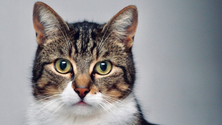 5 Mind-Blowing Facts About Cats That Will Leave You in Awe