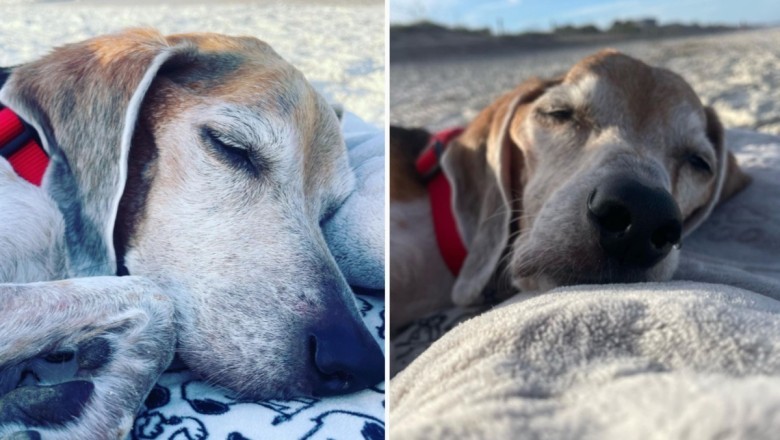 Heartwarming Farewell: Family's Last Beach Sunset with Beloved Dog Captivates Hearts