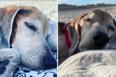 Heartwarming Farewell: Family's Last Beach Sunset with Beloved Dog Captivates Hearts
