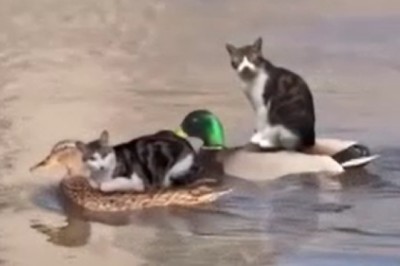 Hilarious Catception: Cats Riding Cats on a River Takes Internet by Storm!