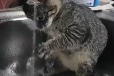 Hilarious Hijinks Unveiled! Watch as this Curious Cat Takes Hydration to a Whole New Level!