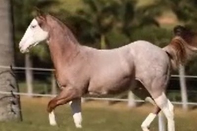 Incredible Equine Extravaganza: Witness the Hilariously Powerful and Creative Horse in Action!