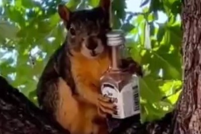 Pet-acular Comedy Moments: Get Ready to Burst into Laughter with these Hilarious Pets!