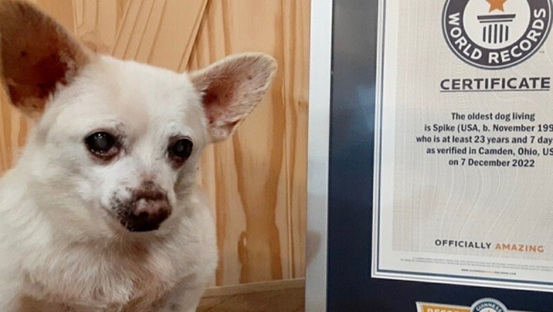 Spike The 24-Year-Old Chihuahua Shatters Records - World's Oldest Dog!