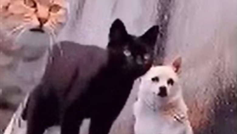 The Meow-tastic Migration: Hilarious Cats Relocate to a New Neighborhood!