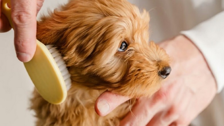 Unlock the Secret to a Dog with a Celeb-Worthy Coat - Gleaming Coats and Radiant Health!