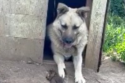 Adorable Kitten's Hilarious Adventure: Invades the Dog's Sacred Territory!