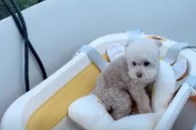 Tiny Dog, Big Laughs! Watch this Adorable Pup Tear Up the Playtime Rule Book!