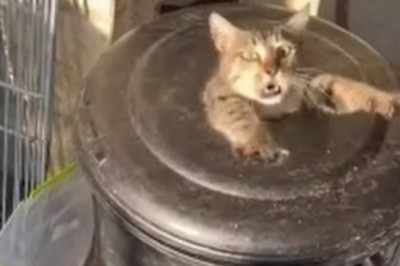 Trash Can Hide-and-Seek: Hilarious Cat Finds the Purrfect Hiding Spot!