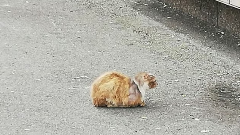 From Mystery to Revelation: The Unbelievable Transformation of Pilou, The Enigmatic Street Cat