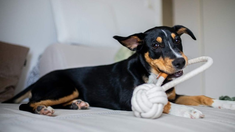 Unleash the Fun: 6 Expert Tips to Keep Your Dog Entertained, Anytime, Anywhere